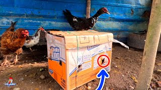 Nuevo Pato en el Gallinero 😲 Cambiamos al Pato Macho [upl. by Sherl373]