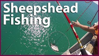 Sheepshead fishing at Okaloosa island pier [upl. by Keelin]