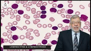 Episode 4 Lymphocytes amp Lymphocytosis [upl. by Oralee600]