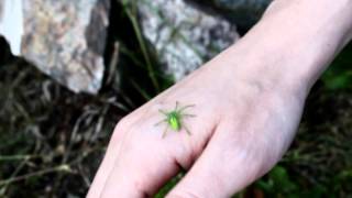 Found a quotGreen Huntsman Spiderquot [upl. by Noitna423]