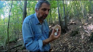 Funghi Mortali nel nostro Bosco A spasso col Micologo Vita Nel Bosco [upl. by Darcia]