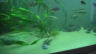 Dimidiochromis kiwinge VS Nimbochromis fuscotaeniatus [upl. by Nayhr]