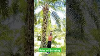 Palm oil farminghttpsyoutubecomchannelUChhB9CPtbPGGkMg2Px0bLjwsitcmgxYc3oHA4L4k [upl. by Noreg212]