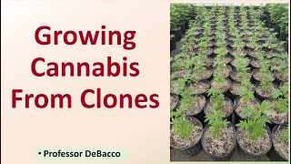 Growing Cannabis From Clones [upl. by Hadsall]