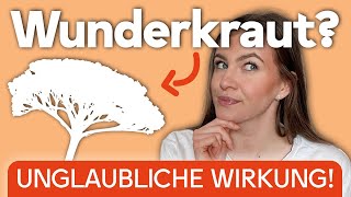 Die Wirkung von Schafgarbe leicht erklärt I Erkennen und selbst verwerten I Kräuterkunde [upl. by Walls]