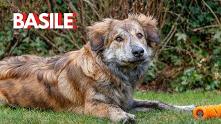 Een jonge speelse HOND FOTOGRAFEREN  TIPSampTRICS om HUISDIEREN te FOTOGRAFEREN  foto ideeën [upl. by Sumner]