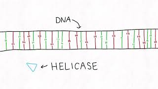 So What Do DNA Polymerase and Primase Do Exactly [upl. by Glavin]