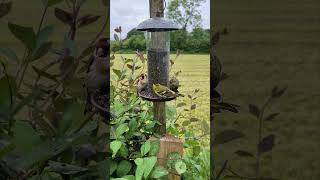 Goldfinch  Siskin Feeding On Nyjer Seed [upl. by Greenwell]