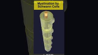 3D Myelination in PNS by Schwann cells Animation  Visual Lecture shorts biology [upl. by Ranitta]