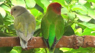 Lovebirds Roseicollis Chirping Sounds  RedHead Green Opaline amp Pallid Aqua Opaline [upl. by Katonah]