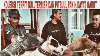 KOLEKSI TERBOX BULL TERRIER DAN PITBULL MILIK PAK HDAYAT GARUT‼️ [upl. by Irroc]