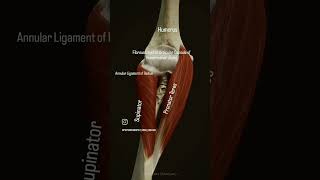 the supinator muscle originates from the leteral viralreels anatomy physiotharapist exercise [upl. by Mert]