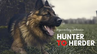 GERMAN SHEPHERD DOG HUNTER TO HERDER [upl. by Dnalon431]