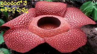 Biggest flower in the world Rafflesia arnolddii Telugurafflesia flower video rafflesia blooming [upl. by Avlem]