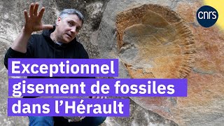 Sur la piste des fossiles rares  Reportage CNRS [upl. by Tse]