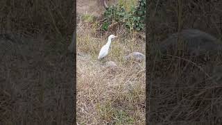 nature birds seen बगळा bagula [upl. by Luben815]