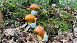 ¡¡¡¡¡¡Brotadón Amanita Caesarea y Boletus Aereus 2023 [upl. by Nossah]