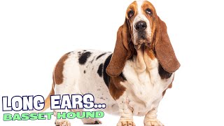 Why Do Basset Hounds Have Long Ears 🐶 [upl. by Cl863]