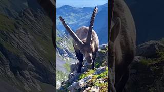 Huge big horned goat 😱 Before and after anemals Vibogoat shorts amazing [upl. by Enimzzaj695]