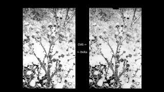 Delta 100 vs Adox CMS 20 II [upl. by Katee]