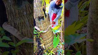 The rescue of snakes from coconut tree holes is underway snakeresque rescue snake respect 011 [upl. by Jemine]