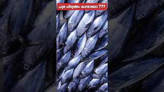 💥Traditional method of catching Bonito in Maldives ചൂര പിടുത്തം anglingworld shorts shortvideo [upl. by Schalles932]