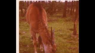 Lambton Lion Park Washington [upl. by Eniffit]