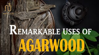 What Is Agarwood Uses Benefits of Oud [upl. by Leibarg538]