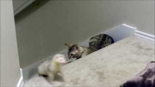 Snow bengal cat plays with ferrets [upl. by Tsepmet]