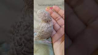 Its Grey with blue abdomen like Mom  Apne maa par gaya haii shorts yt budgies viral [upl. by Cynthy]