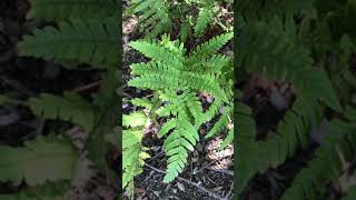 Dryopteris erythrosora [upl. by Groeg]