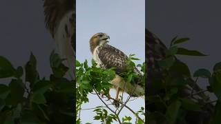 RED TAIL HAWK SCREAM [upl. by Favien]