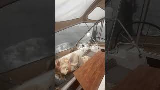 Cockpit chillin’ on a Rainy Day 🌧️⛵️shortvideos shorts sailing sailingfamily [upl. by Anastas]