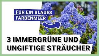 3 immergrüne und ungiftige Sträucher die ganzjährig den Garten verschönern [upl. by Aleacin]