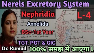 Nereis Excretory System NephridiaL4BSc 1st YearTGT PGT ampGIC ExamBy Dr Kumud [upl. by Eyaj214]