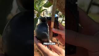 Grafting Your Plant Now Easy octomber pruning Grafting bonsai [upl. by Primrose]