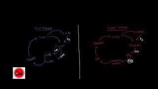 BASAL GANGLIA  Direct and Indirect Pathway SIMPLIFIED amp EXPLAINED [upl. by Crary]