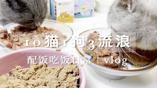 「一百只猫猫」10猫1狗3流浪的配饭吃饭日常｜吃完生骨肉后一夜又咔咔一顿吃｜修猫咪的胃口真的很好｜ [upl. by Cesaria]