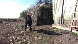 Romanian Raven Shepherd Dog  Ciobanesc Corb  Ursu [upl. by Fortunio]