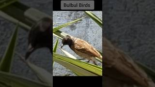 Bulbul  Indian Bulbul The RedVented Bulbul  s [upl. by Kerrill]