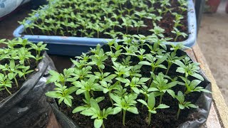 Chrysanthemum Multiflora Cuttings update and Transfer of Marigold saplings Love your work Day 28 [upl. by Rehotsirk]