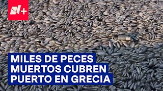 Cientos de miles de peces muertos cubren puerto turístico en Grecia  N [upl. by Anivlem]