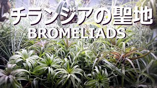 観葉植物好き必見！チランジア専門店「BROMELIADS」に潜入！観葉植物エアプランツチランジア [upl. by Adore]