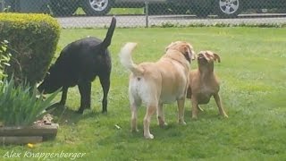 American Pit Bull Terrier Confronts Labrador Retrievers [upl. by Yoko]