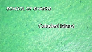 Multiple Sharks near Caladesi Island Florida  Drone footage dunedin djiair2s florida [upl. by Alehtse]