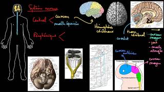 La structure du système nerveux [upl. by Aholah]