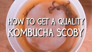 How to Get a Quality Kombucha SCOBY [upl. by Arhez]