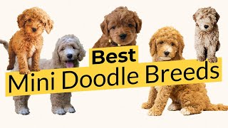 Best Mini Doodle Breeds 🏆🐶🥇 [upl. by Agosto]