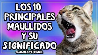 ¿Qué Te Quiere Decir Tu Gato 10 Maullidos De Gatos y Su Significado  SiamCatChannel [upl. by Nevah]