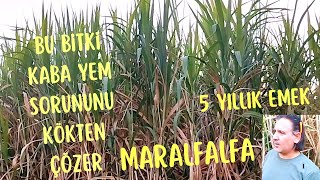 BU BİTKİ KABA YEM SORUNUNU KÖKTEN ÇÖZER MARALFALFAmaralfalfa maralfalfayembitkisi yemrasyonu [upl. by Ennaitak]